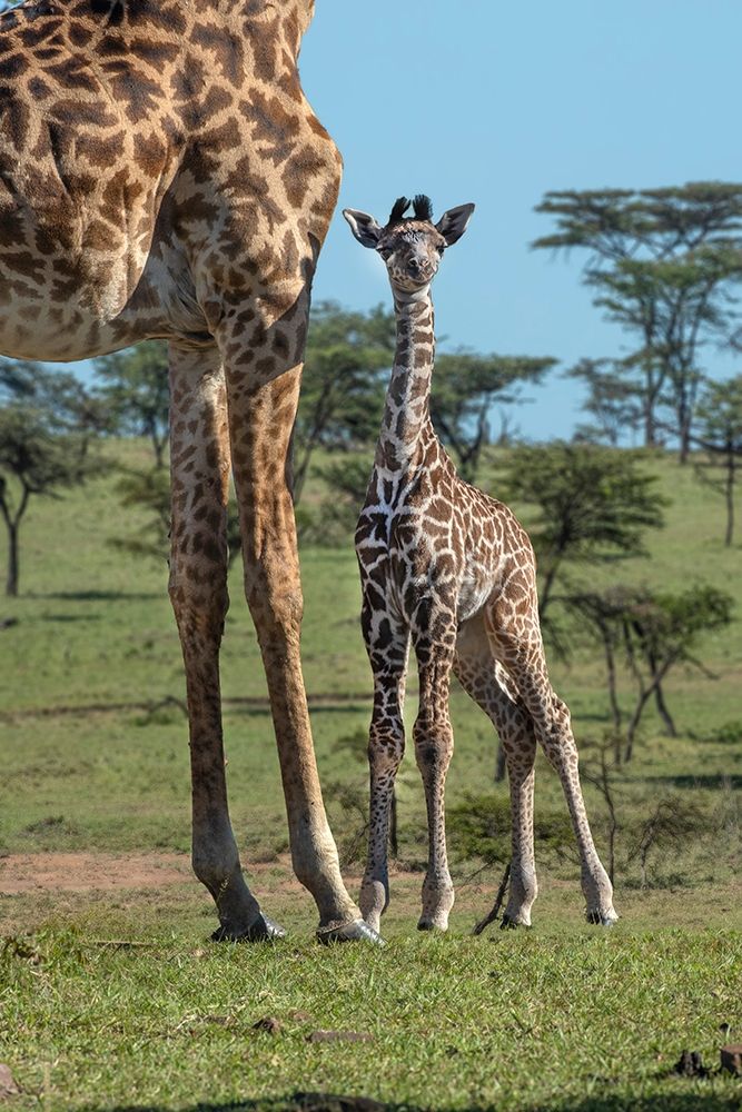 Kenya-Kenya-Masai Mara Conservancy Group of adult giraffes Mother and newborn giraffe close-up art print by Jaynes Gallery for $57.95 CAD